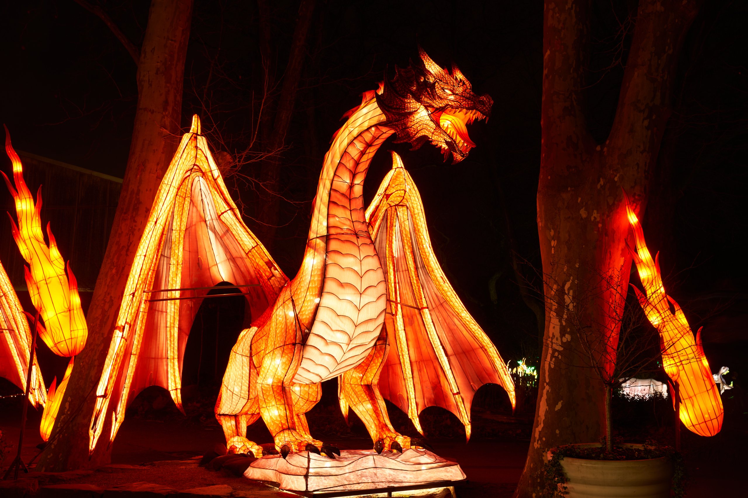 2024 01 03 Köln Zoo China Lights 1040